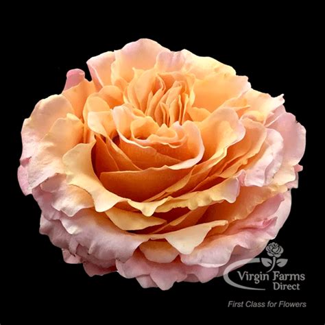 garden rose peach mayra